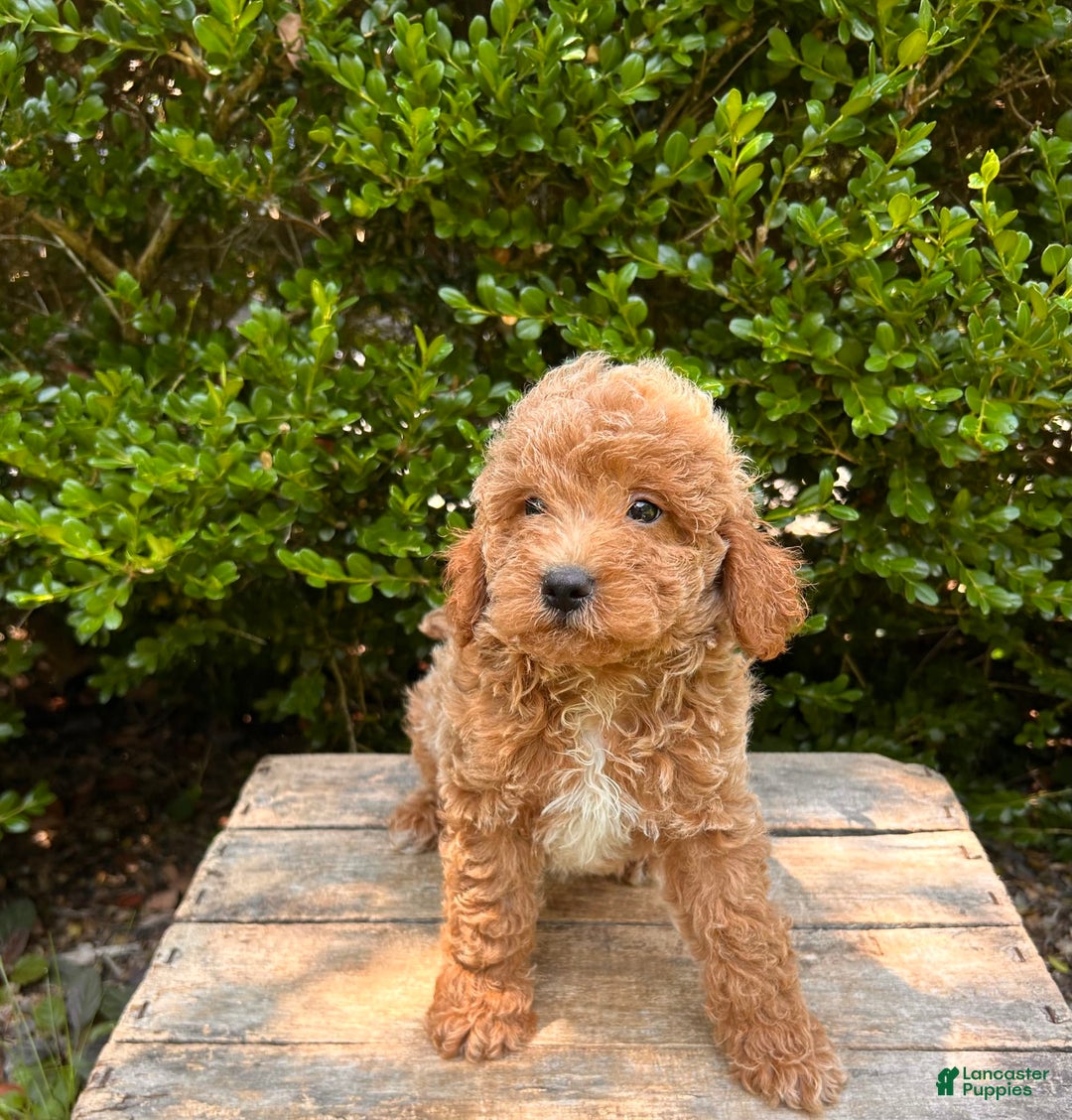 Mini Goldendoodle dogs for sale: Otis - Image 8