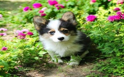Welsh Corgi Pembroke dogs for sale: Tucker Fluffy - Image 14