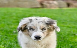 Australian Shepherd dogs for sale: Marshal - Image 4