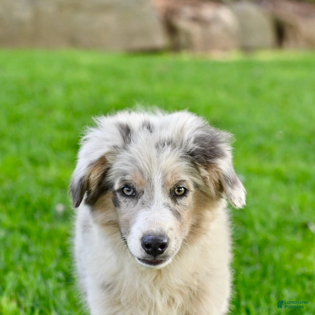 Australian Shepherd dogs for sale: Marshal - Image 4