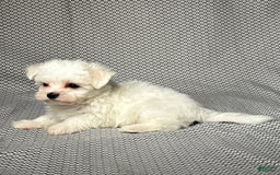 Maltese dogs for sale: Max - Image 5