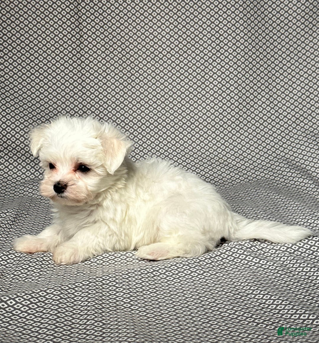 Maltese dogs for sale: Max - Image 5