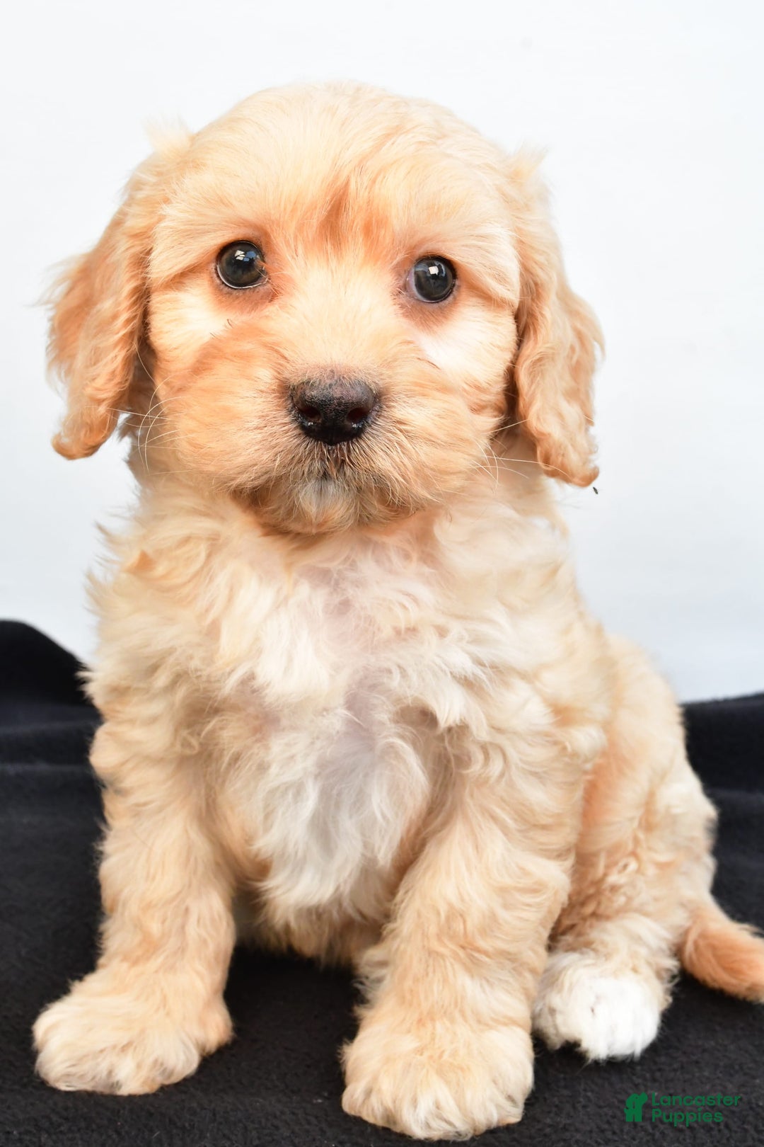 Cavapoo dogs for sale: Rolo - Image 2
