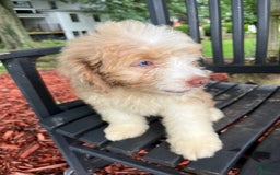 Mini Aussiedoodle dogs for sale: Sunny - Image 17