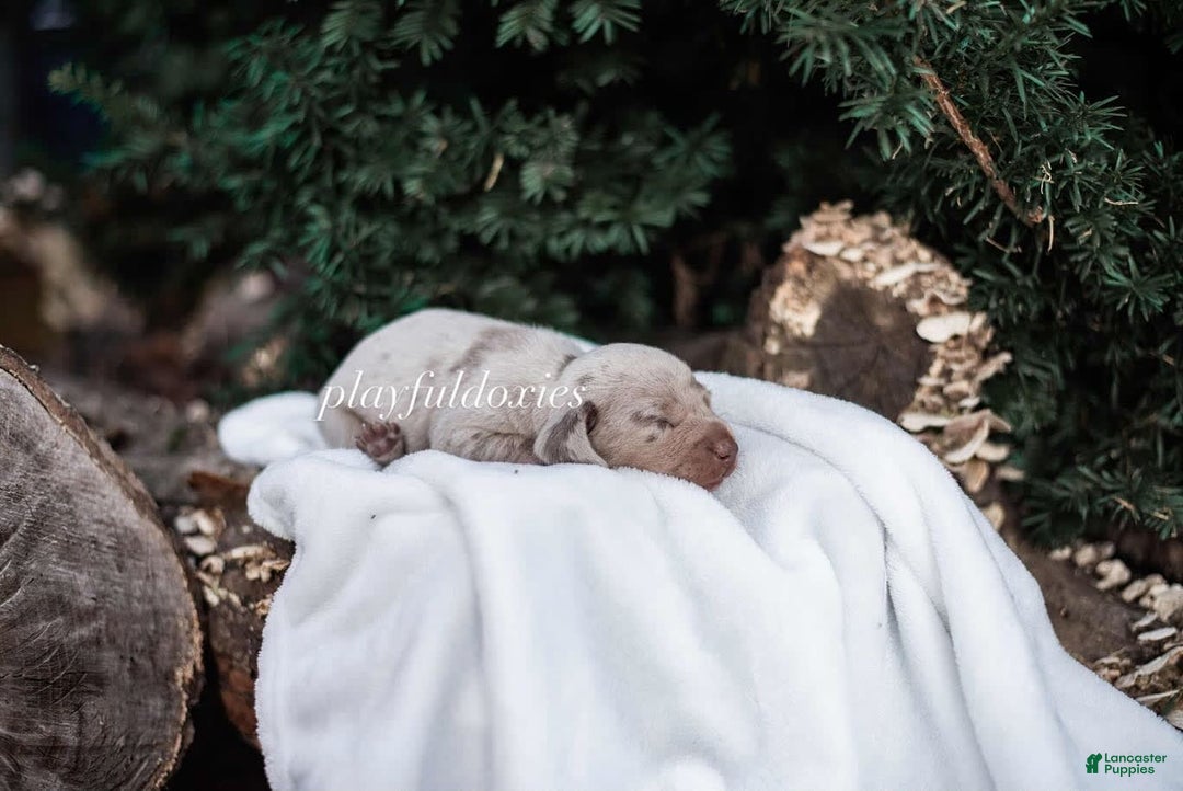 Miniature Dachshund dogs for sale: Isabella Dapple Boy - Image 4
