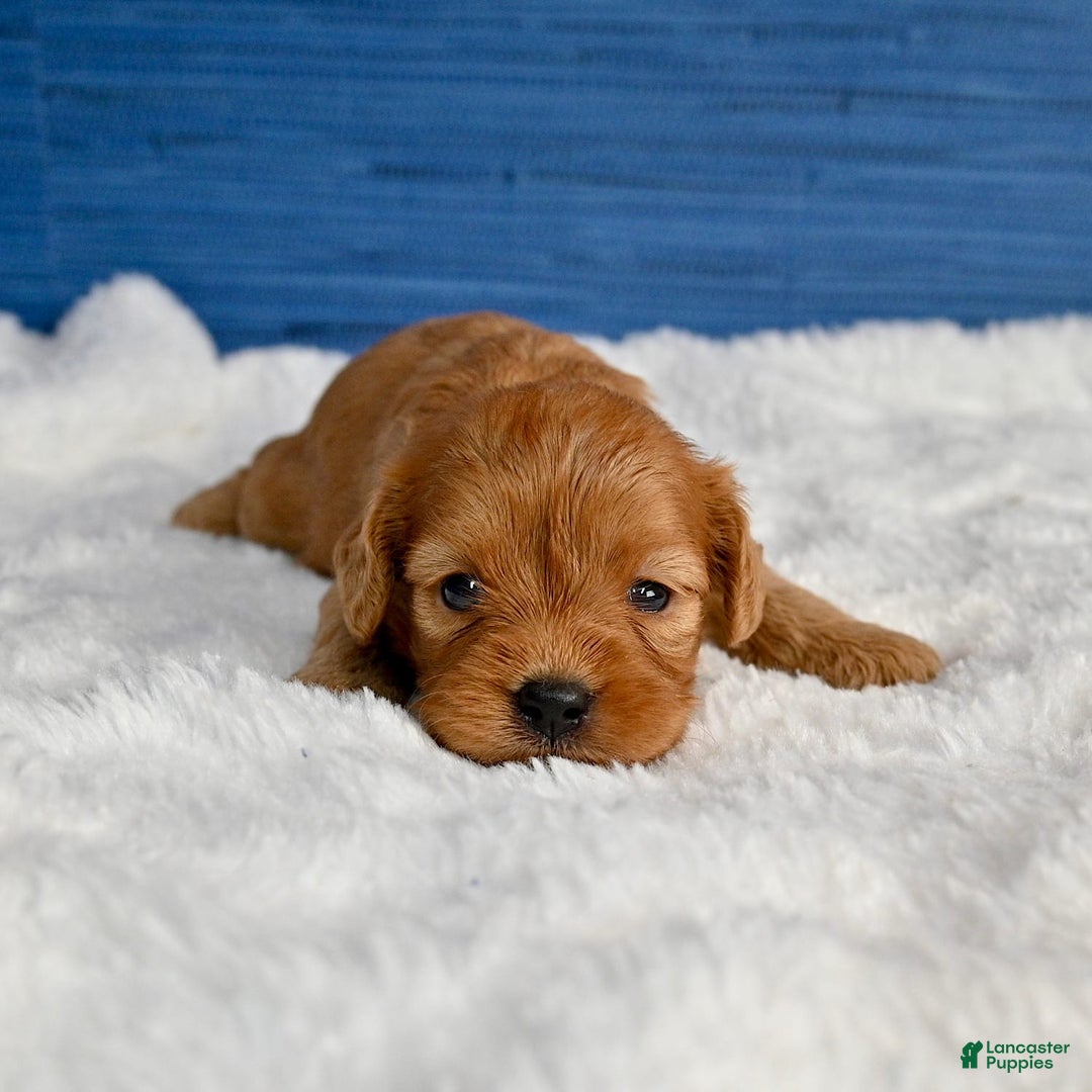 Cavapoo dogs for sale: Viviana - Image 1