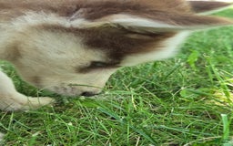 Siberian Husky dogs for sale: Munchkin - Image 6