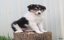 Collie dogs for sale: Annie - Image 1