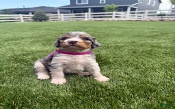 Bernedoodle dogs for sale: 8 - Image 4