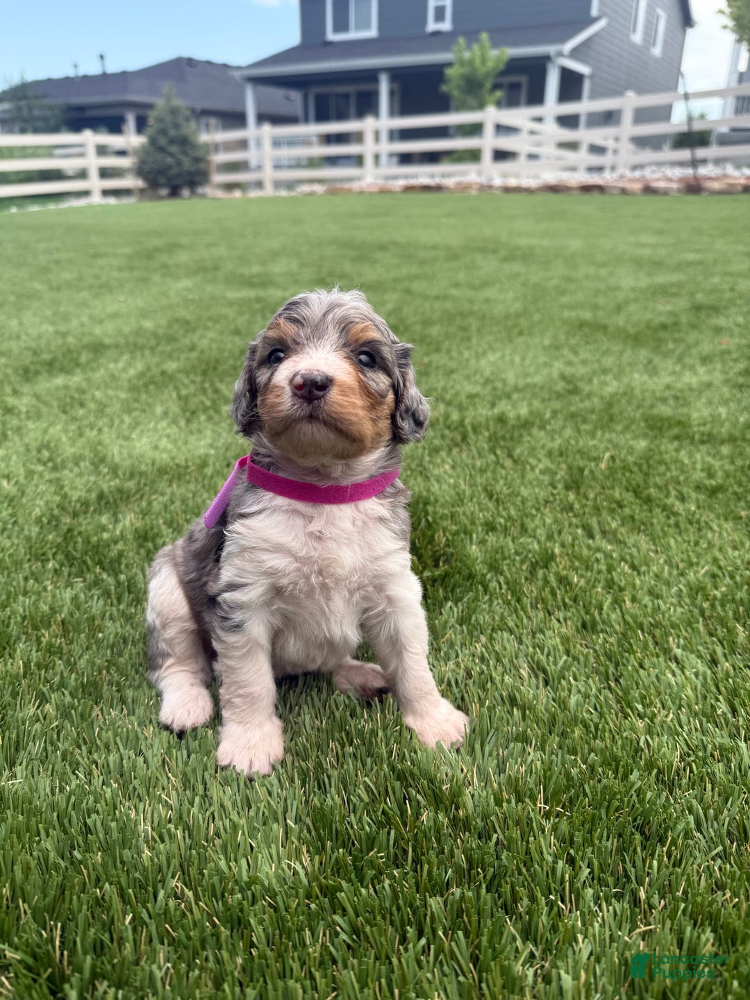Bernedoodle dogs for sale: 8 - Image 4