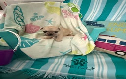 French Bulldog dogs for sale: Akc Cream Black Mask Spot - Image 4