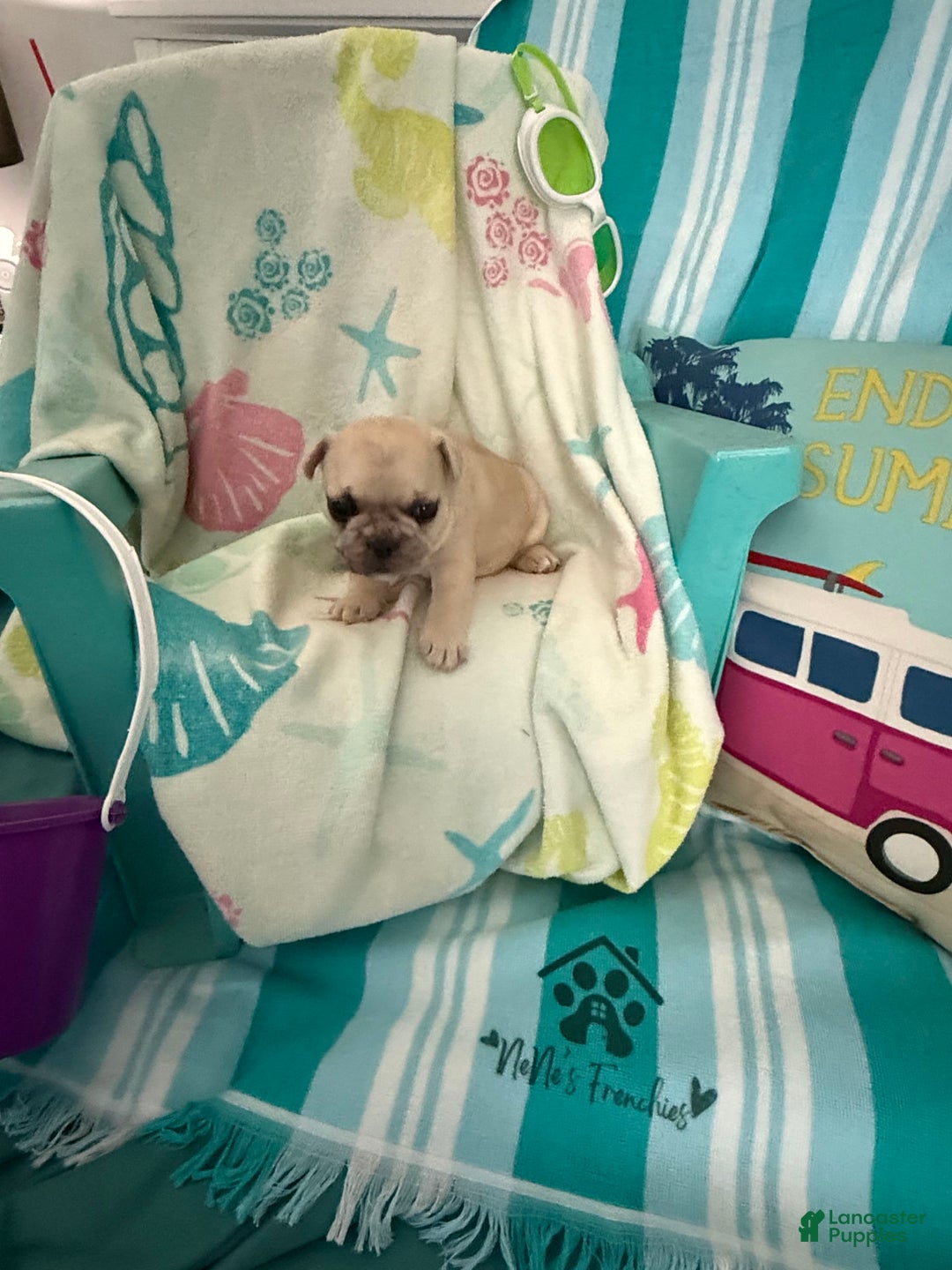 French Bulldog dogs for sale: Akc Cream Black Mask Spot - Image 4