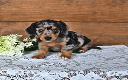 Miniature Dachshund dogs for sale: Dora - Image 4