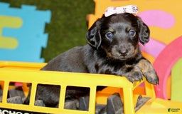 Dachshund dogs for sale: Iris - Image 1