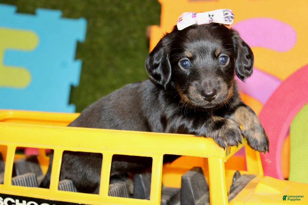Dachshund dogs for sale: Iris - Image 1