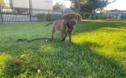 Cane Corso dogs for sale: Naila - Image 1