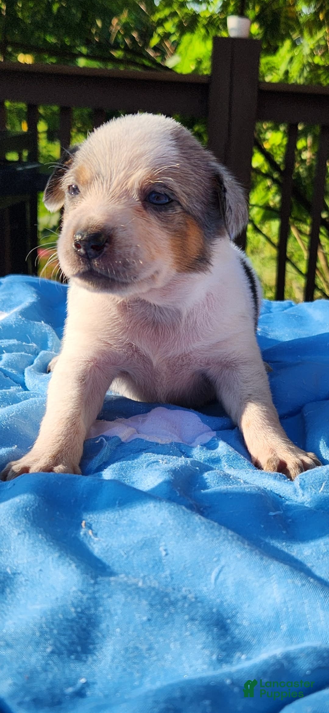 Catahoula Leopard Dog dogs for sale: Virginia - Image 7