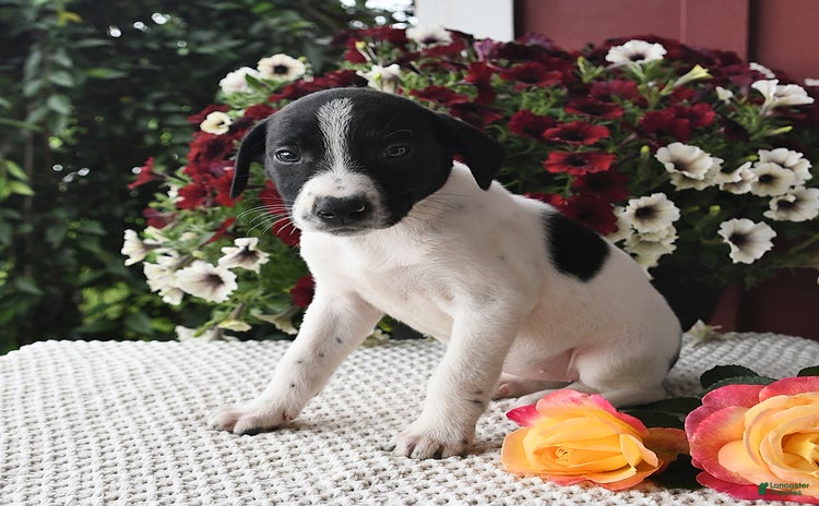 Border Collie dogs for sale - Ad 2