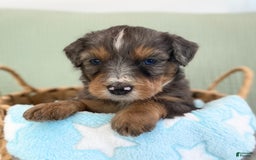 Bernedoodle dogs for sale: Ashton - Image 4