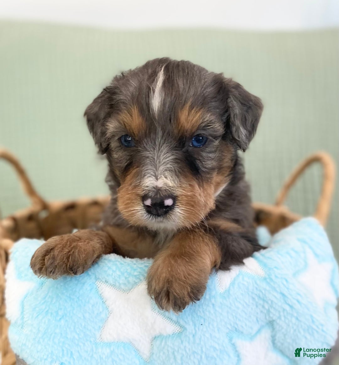 Bernedoodle dogs for sale: Ashton - Image 4