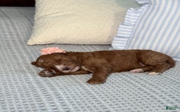 Goldendoodle dogs for sale: Caroline - Image 2