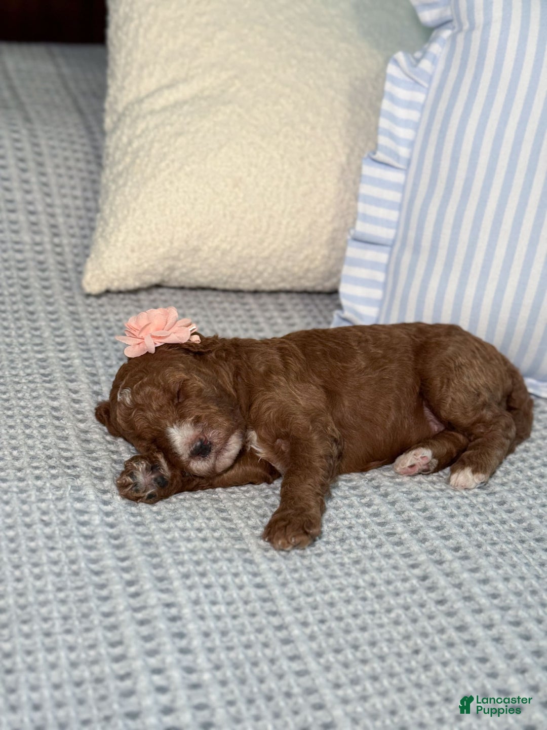 Goldendoodle dogs for sale: Caroline - Image 2