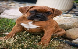 Boxer dogs for sale: Crew - Image 6