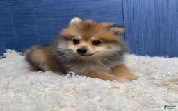 Pomeranian dogs for sale: Ricky - Image 7