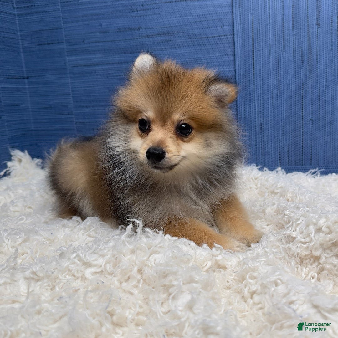 Pomeranian dogs for sale: Ricky - Image 7