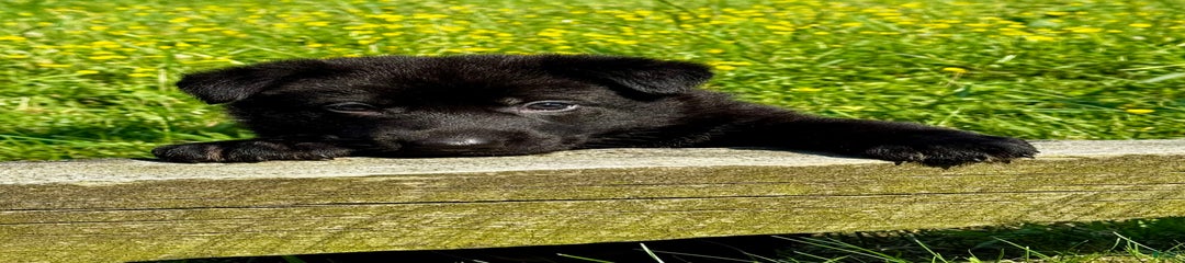 Black Shadow
