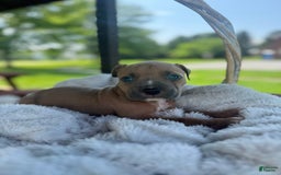American Bully dogs for sale: Tip - Image 10