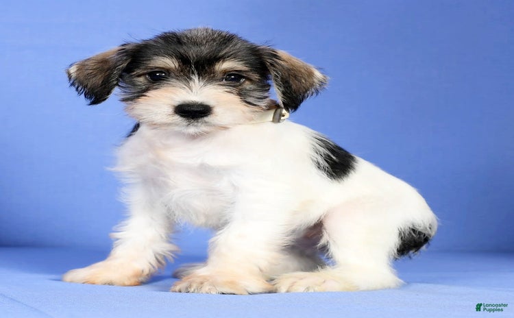Miniature Schnauzer dogs for sale - Ad 1