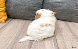 Bichpoo dogs for sale: Spot - Image 3