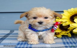 Maltipoo dogs for sale: Nixon - Image 9
