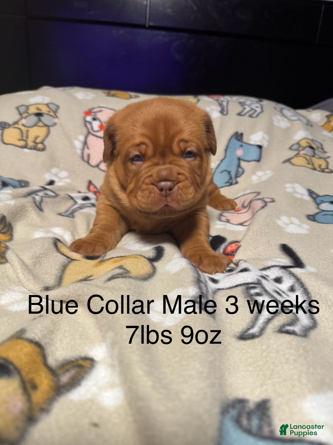 Dogue De Bordeaux dogs for sale: Blue Collar Male - Image 2