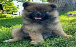 Pomeranian dogs for sale: Remi - Image 4