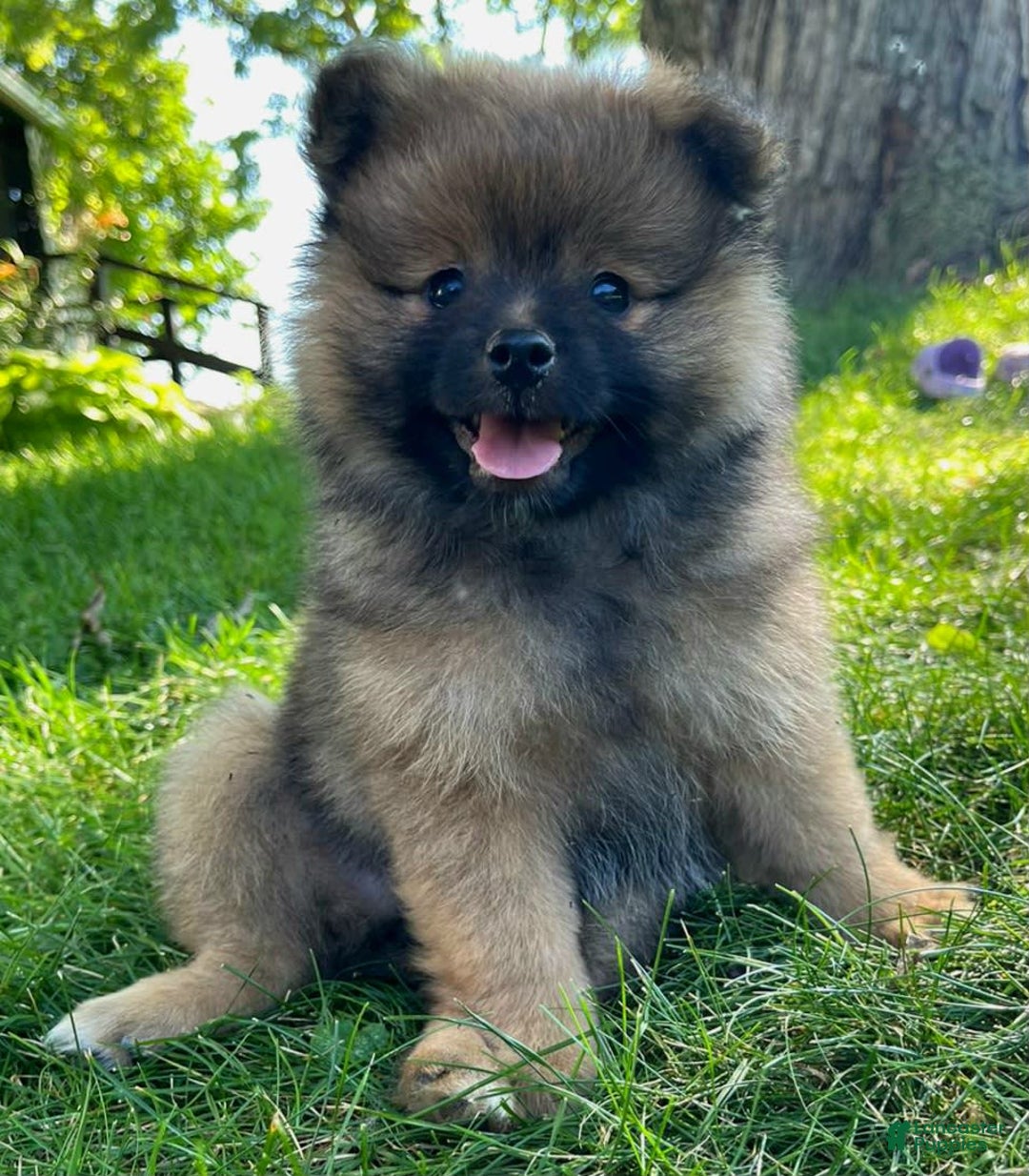 Pomeranian dogs for sale: Remi - Image 4