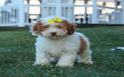 Cavachon dogs for sale: ECHO - Image 1
