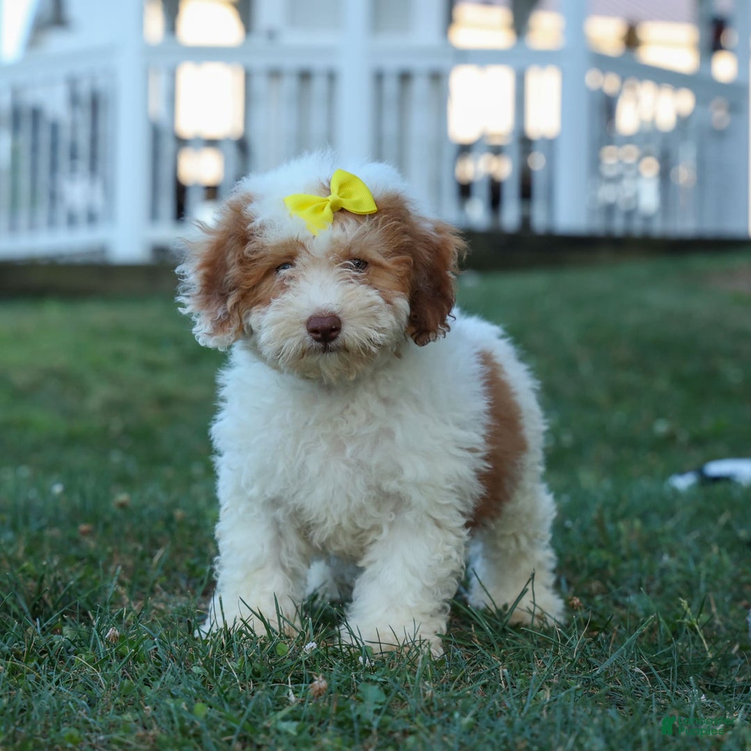 Cavachon dogs for sale: ECHO - Image 1