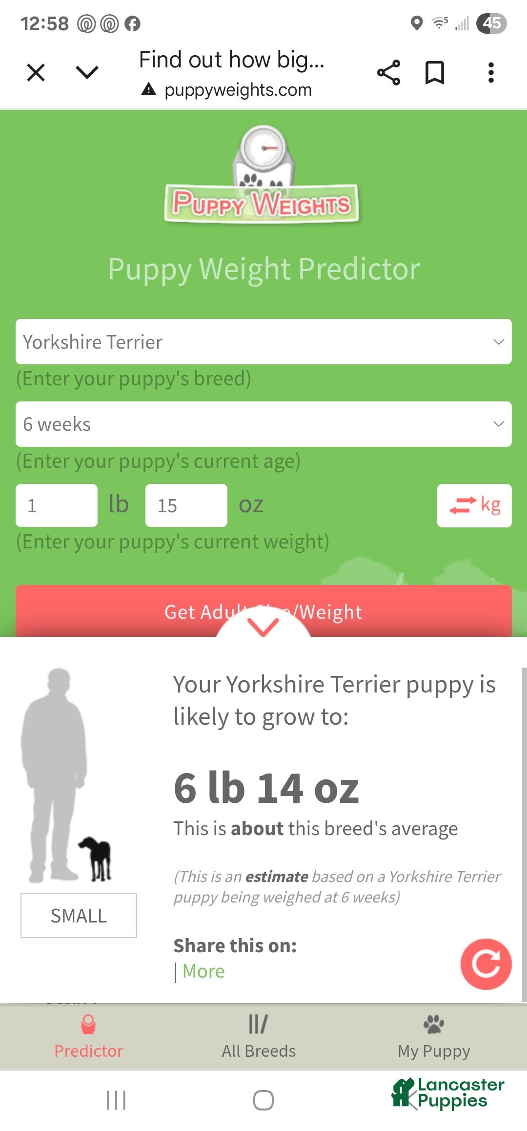 Yorkshire Terrier dogs for sale: Alexa - Image 3