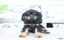 Cocker Spaniel dogs for sale: Banjo - Image 43