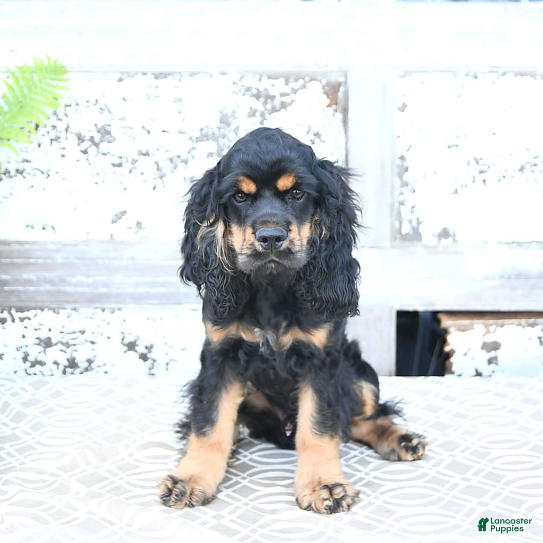 Cocker Spaniel dogs for sale: Banjo - Image 43