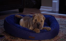 Shar Pei dogs for sale: Tank - Image 2