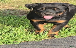 Rottweiler dogs for sale: Princess Astoria-doneyuno - Image 6