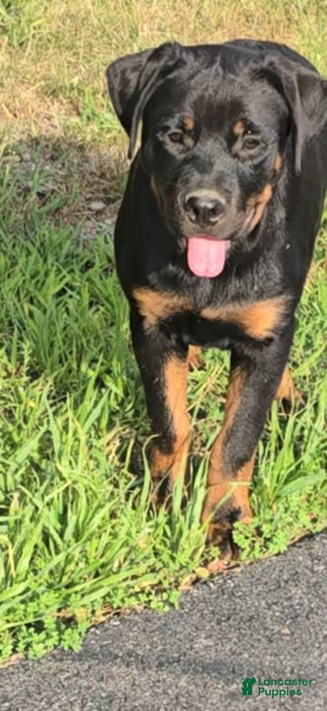 Rottweiler dogs for sale: Princess Astoria-doneyuno - Image 6