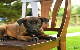 Belgian Malinois dogs for sale: Amber - Image 4