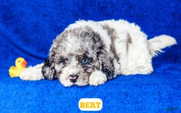 Cavapoo dogs for sale: Bert - Image 7