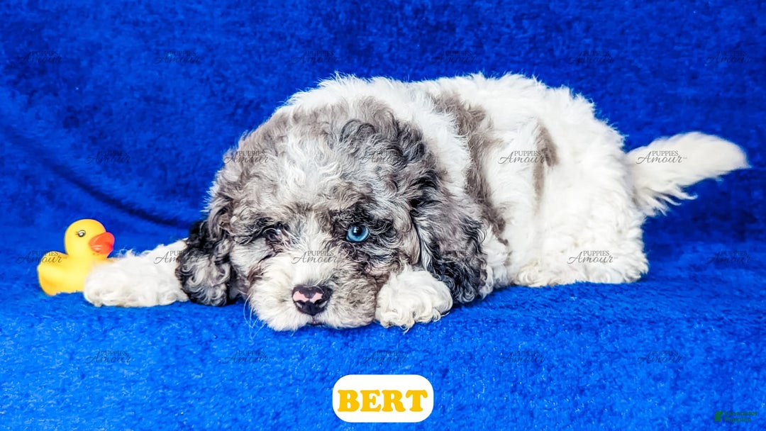 Cavapoo dogs for sale: Bert - Image 7