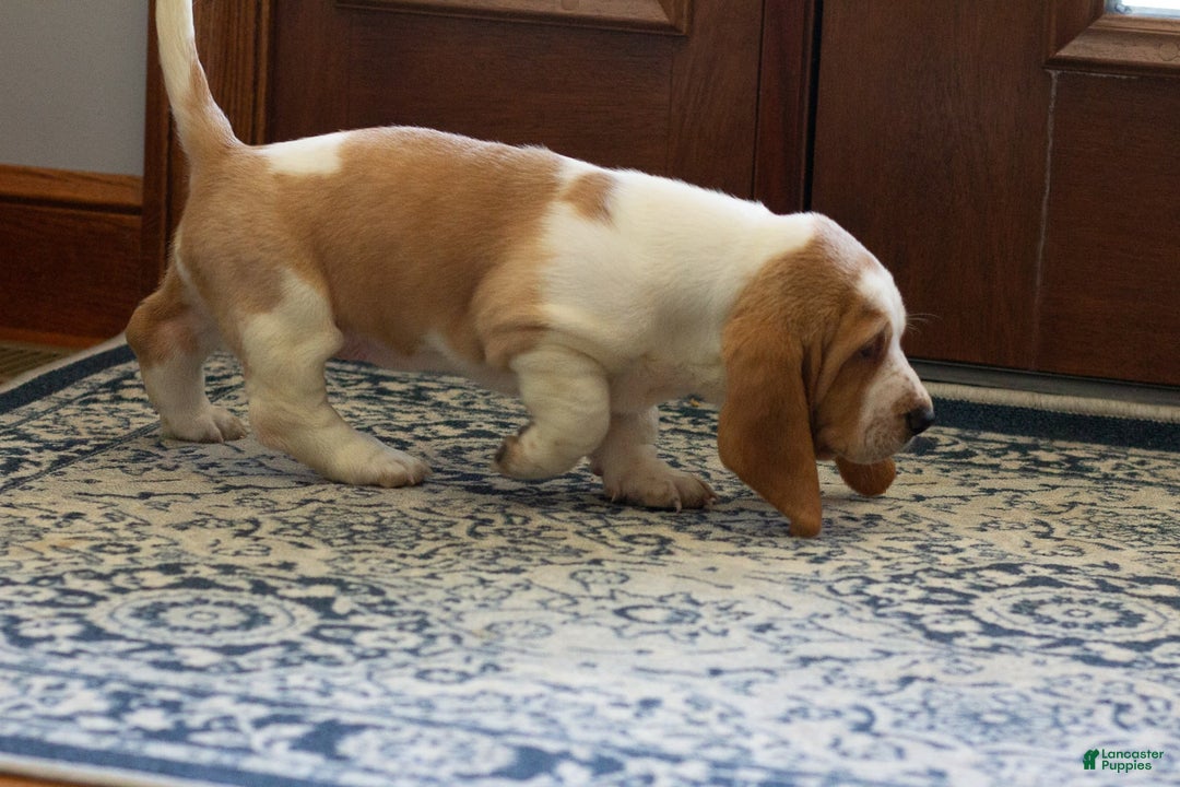 Basset Hound dogs for sale: Daisy - Image 2