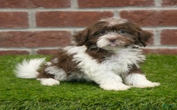 Havanese dogs for sale: Mya - Image 5